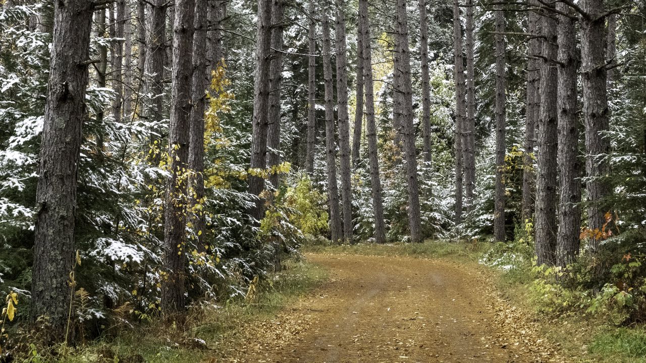 Wallpaper forest, road, autumn, snow, nature