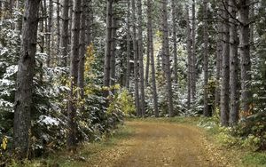 Preview wallpaper forest, road, autumn, snow, nature