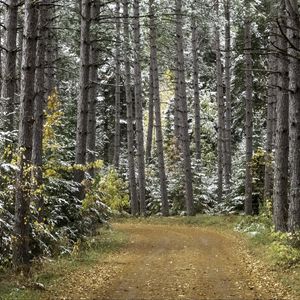 Preview wallpaper forest, road, autumn, snow, nature
