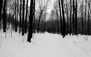 Preview wallpaper forest, road, bw, winter