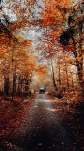Preview wallpaper forest, road, car, autumn, nature