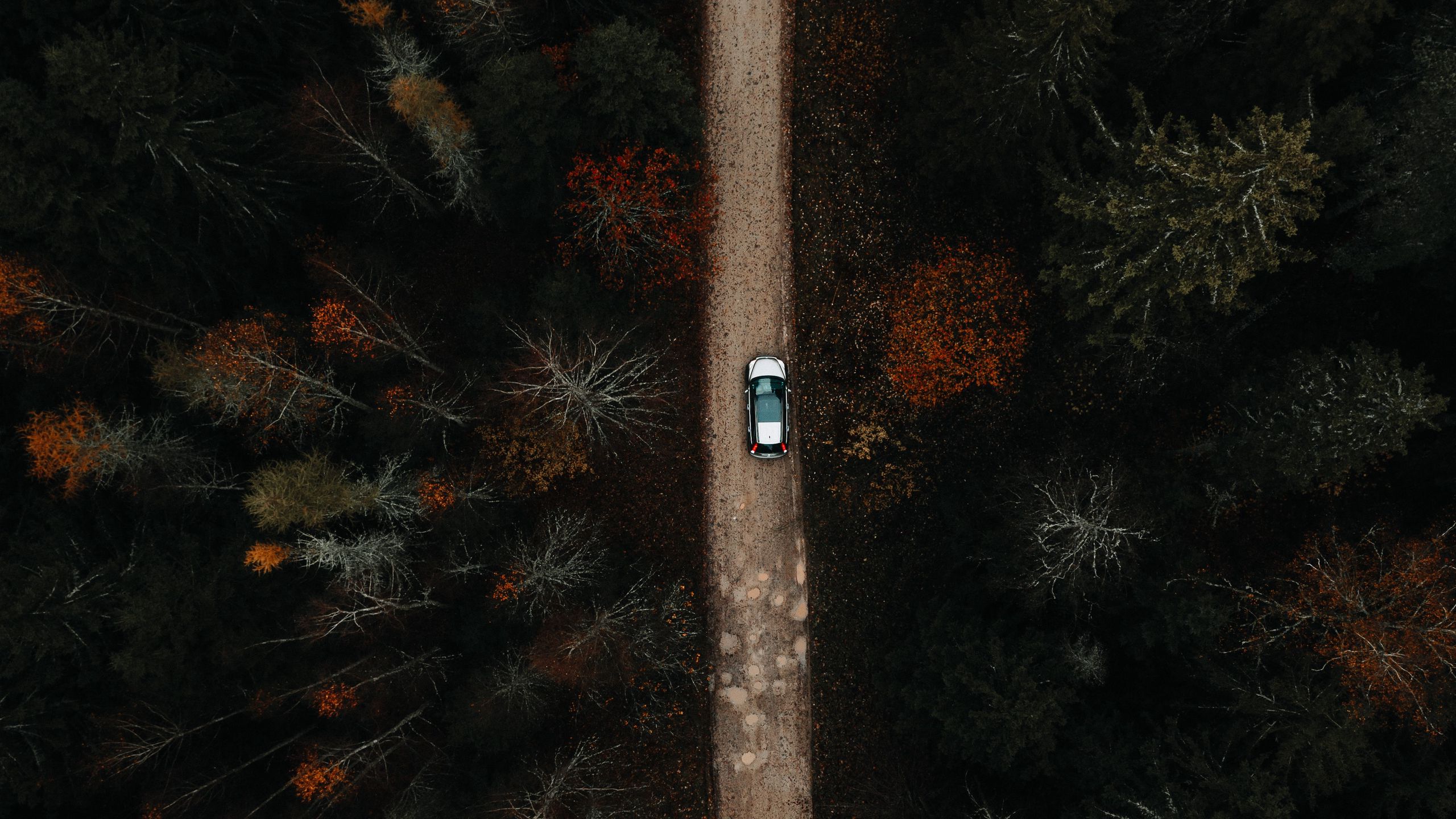 Download wallpaper 2560x1440 forest, road, car, aerial view widescreen