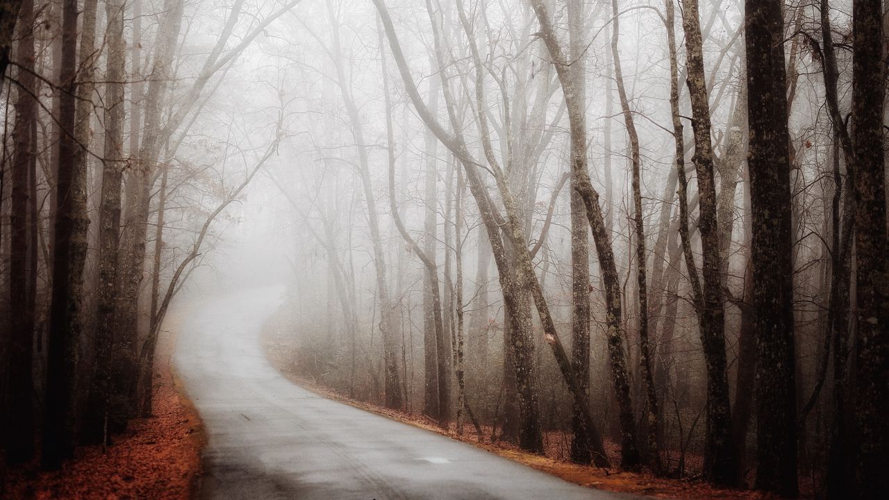 Wallpaper forest, road, fog, autumn, turn