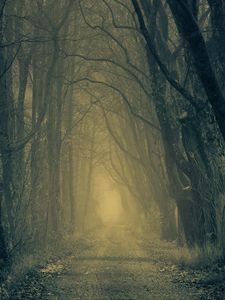 Preview wallpaper forest, road, fog, trees, autumn, gloomy, atmosphere