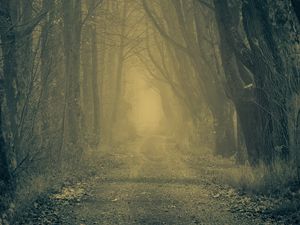 Preview wallpaper forest, road, fog, trees, autumn, gloomy, atmosphere