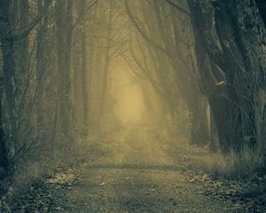 Preview wallpaper forest, road, fog, trees, autumn, gloomy, atmosphere