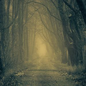 Preview wallpaper forest, road, fog, trees, autumn, gloomy, atmosphere