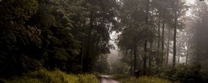Preview wallpaper forest, road, fog, turn, trees, grass