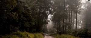 Preview wallpaper forest, road, fog, turn, trees, grass