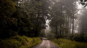 Preview wallpaper forest, road, fog, turn, trees, grass