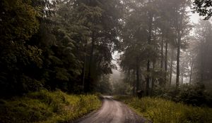 Preview wallpaper forest, road, fog, turn, trees, grass
