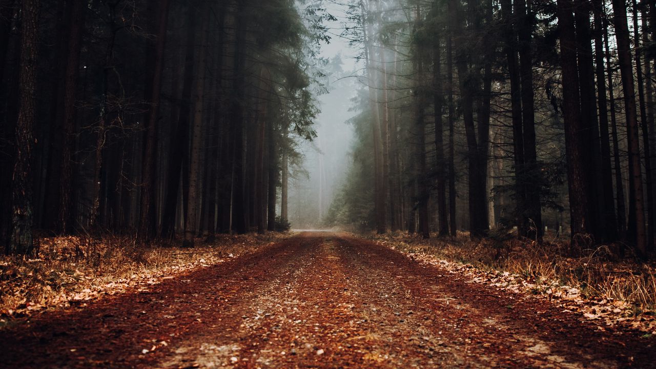 Wallpaper forest, road, fog, nature hd, picture, image