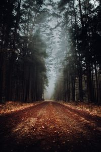 Preview wallpaper forest, road, fog, nature