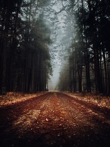 Preview wallpaper forest, road, fog, nature