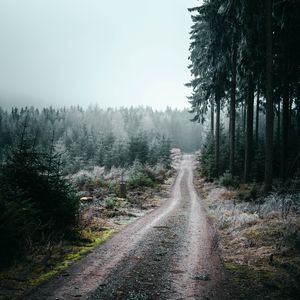 Preview wallpaper forest, road, fog, trees, nature