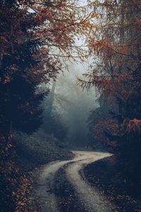 Preview wallpaper forest, road, fog, trees, autumn, nature