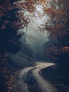 Preview wallpaper forest, road, fog, trees, autumn, nature