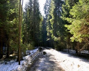 Preview wallpaper forest, road, grass, mud, snow