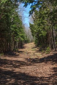 Preview wallpaper forest, road, landscape