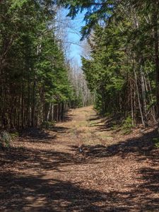 Preview wallpaper forest, road, landscape