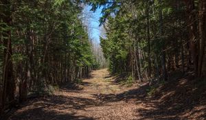 Preview wallpaper forest, road, landscape