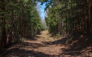 Preview wallpaper forest, road, landscape