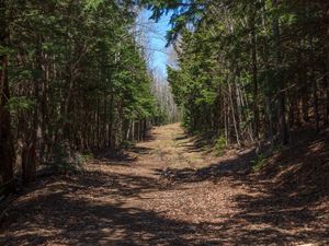 Preview wallpaper forest, road, landscape