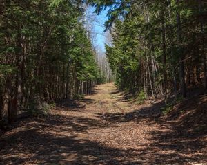 Preview wallpaper forest, road, landscape