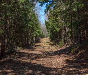 Preview wallpaper forest, road, landscape