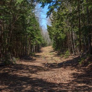 Preview wallpaper forest, road, landscape