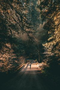 Preview wallpaper forest, road, man, lonely, loneliness, trees, branches