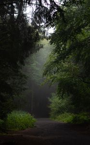 Preview wallpaper forest, road, path, trees, bushes