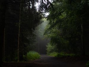 Preview wallpaper forest, road, path, trees, bushes