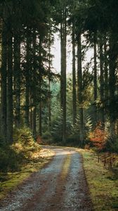 Preview wallpaper forest, road, pines, trees, nature