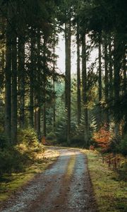 Preview wallpaper forest, road, pines, trees, nature