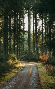 Preview wallpaper forest, road, pines, trees, nature