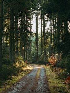 Preview wallpaper forest, road, pines, trees, nature