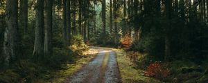 Preview wallpaper forest, road, pines, trees, nature