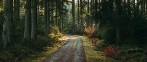 Preview wallpaper forest, road, pines, trees, nature