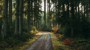 Preview wallpaper forest, road, pines, trees, nature
