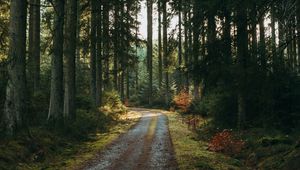 Preview wallpaper forest, road, pines, trees, nature