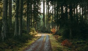 Preview wallpaper forest, road, pines, trees, nature