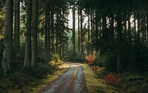 Preview wallpaper forest, road, pines, trees, nature