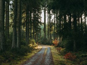 Preview wallpaper forest, road, pines, trees, nature