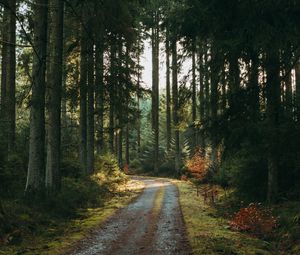 Preview wallpaper forest, road, pines, trees, nature