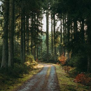 Preview wallpaper forest, road, pines, trees, nature