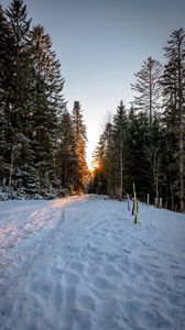 Preview wallpaper forest, road, snow, sunrise, nature