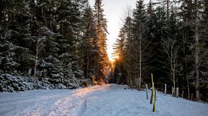 Preview wallpaper forest, road, snow, sunrise, nature