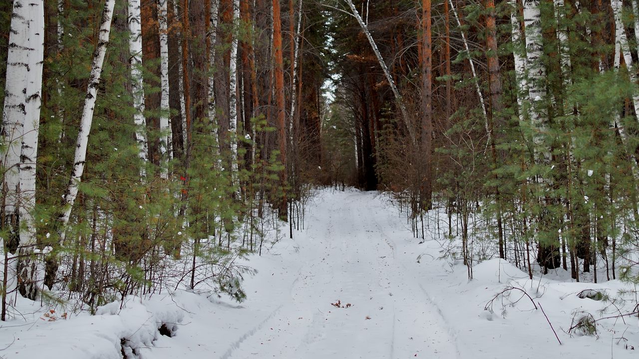 Wallpaper forest, road, snow, nature, winter