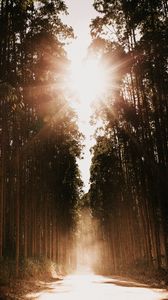 Preview wallpaper forest, road, sunlight, trees, glare, rays